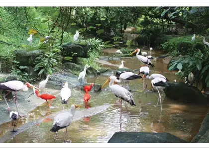 HEADER KL Bird Park