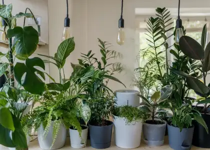 Freshen Up Your Home With These 7 Natural Air Purifying Plants