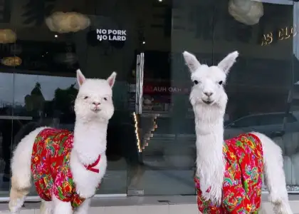 As Clouds Cafe for Header