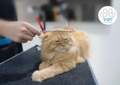 Website Pets Grooming Hotel