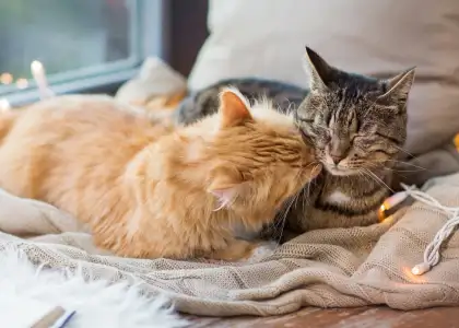 ICYDK Hyatt Place Kuala Lumpur Bukit Jalil Is Now a Pet Friendly Hotel