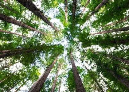 Malaysia to Plant 100 Million Trees Through Mission Green Possible Programme