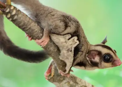 7 wonderful animal farms and zoos in KL and Selangor for a family day out