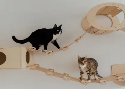 Pet Boarding Hotels Kuala Lumpur Selangor