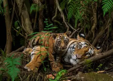 World's Biggest Wild Tiger Photography Exhibition Arrives in Kuala Lumpur