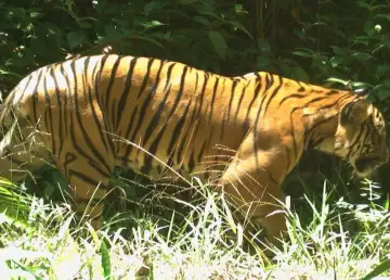 You Can Help Protect Wild Malay Tigers by Joining This Initiative