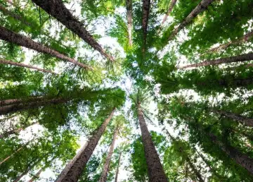 Malaysia to Plant 100 Million Trees Through ‘Mission GreenPossible’