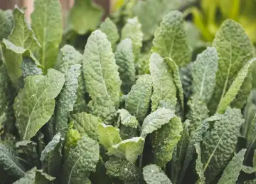 BoomGrow, the Agritech Startup Transforming Farming in Malaysia