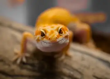 Scaly, Not Scary: Fangs by Dekori Is Malaysia’s First Reptile Café