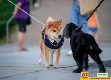 Have a Pawsome Time With Furends at Pet Fiesta Expo 2023