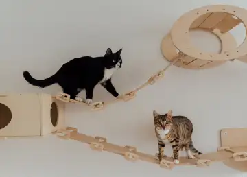 Home Away From Home! Pet Boarding Hotels in Kuala Lumpur and Selangor