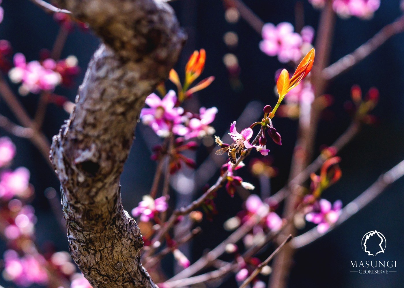 ‘Philippine Cherry Blossoms’ Now in Full Bloom at Masungi