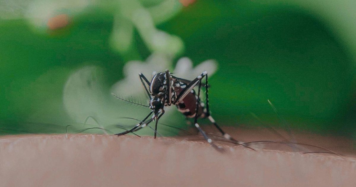 do cigarettes repel mosquitoes Silent killer: forget - light up a mosquito coil instead (video) do cigarettes repel mosquitoes Have