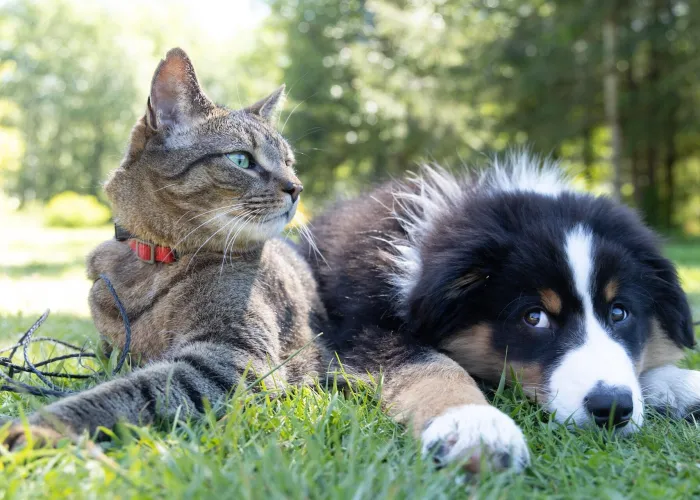 Discover the Best Insurance in the PH for Your Fur Babies