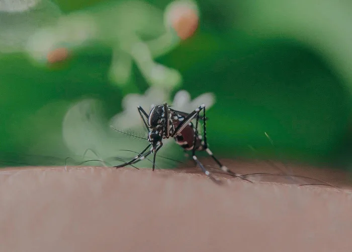 20250905 Mosquito