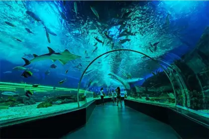 manila ocean park aquarium