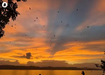 Flight of the Bats at Discovery Coron