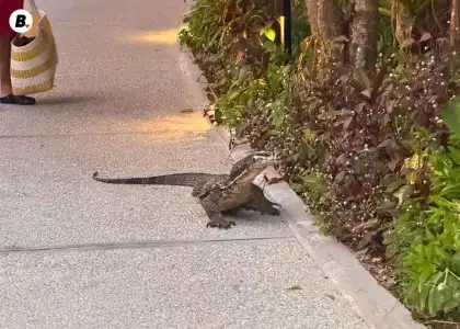 Monitor Lizard at Discovery Coron