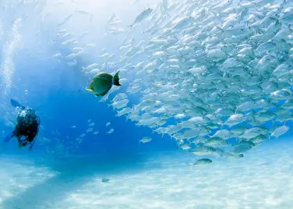 School of fishes near a diver
