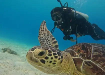 Sea turtles when diving