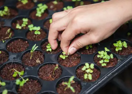 SM Group Rolls Out Urban Farming Initiative