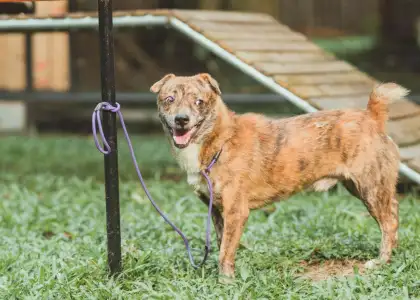 Dogs for adoption pawssion proj