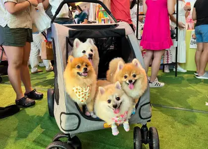 Give Your Fur Babies a Fun Weekend at Paw Fest in Aug 12 13