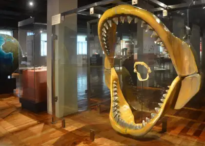 Life Through Time Gallery