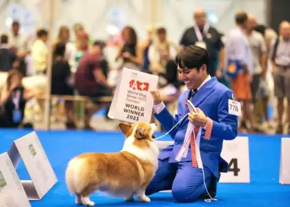 PA Wesome Winner Corgi From the PH Wins World Dog Show 2023