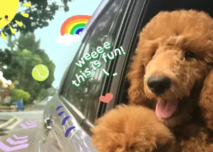 Its Fur Real Grab Pet is Back in Select Cities in Manila