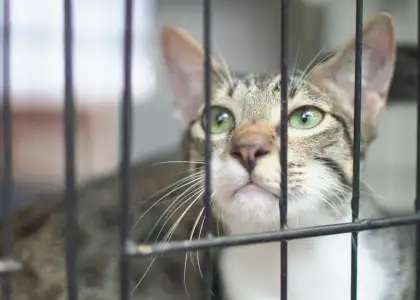 This Mall in Alabang Is Having a Cat Adoption Drive This Weekend