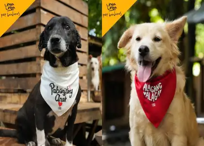 Linya Linya PAW Ssion Project pet bandana