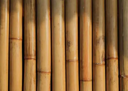 Bamboo Stock