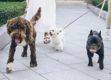 Go on a Date with Your Fur Babies at the Pawsome Pet Fair in Salcedo