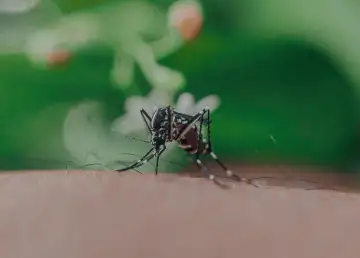 Backpacking Through Southeast Asia? Here's Your Guide Against Mosquitoes