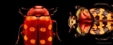 Insects Microsculptures Magnified 1