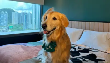 Pawsome Staycation 2026 at the Arca