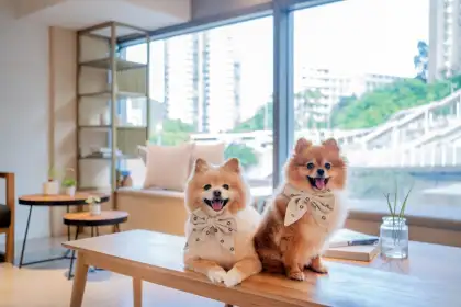 Petcation at Urbanwood Ap Lei Chau