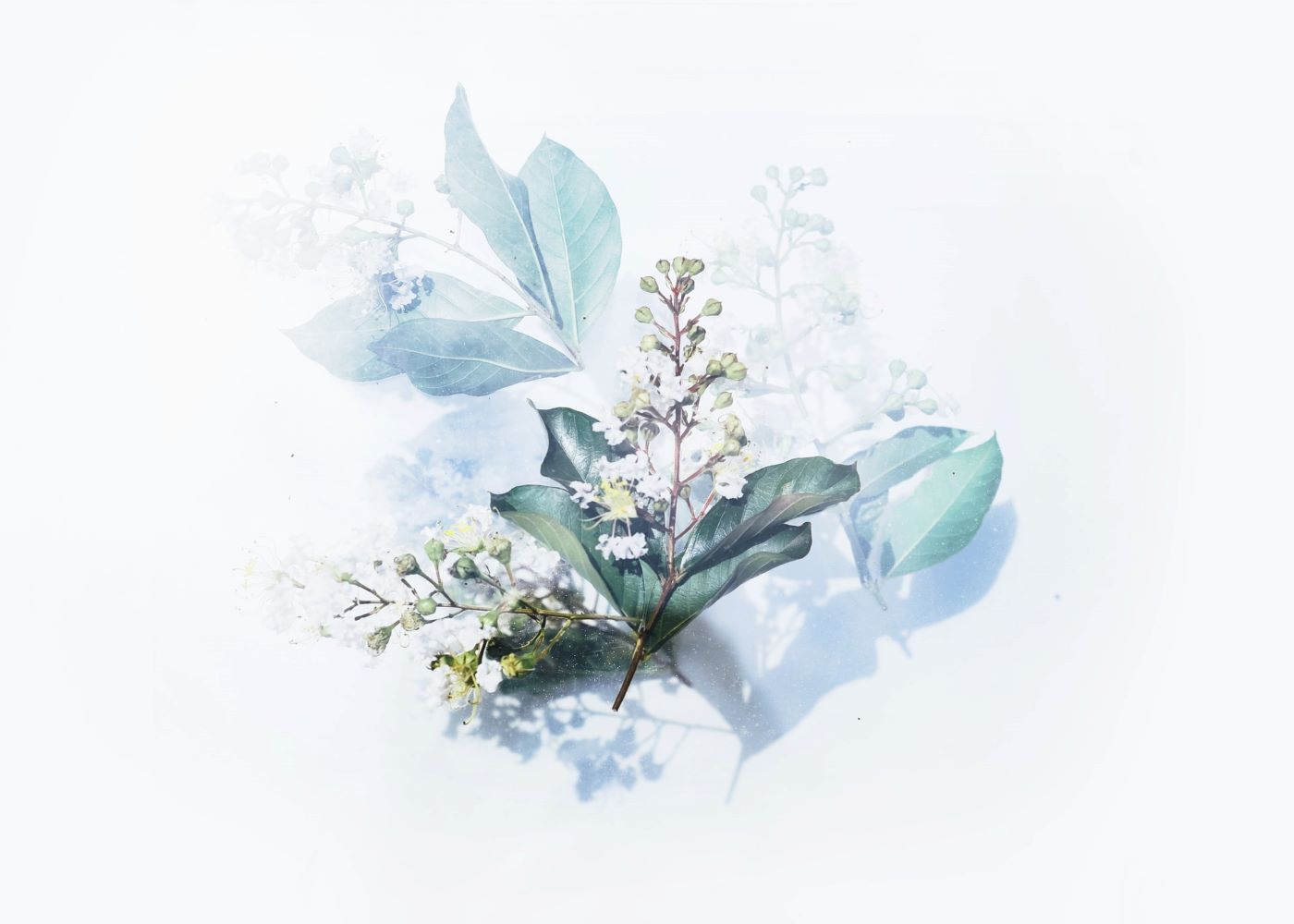 Watercolour Florals