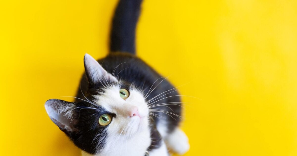 The Very Heart of Asia's Lifestyle | Singapore | The Beat