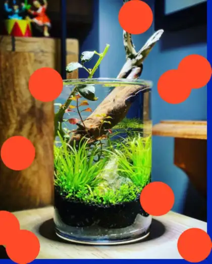 Aquajar Workshop Ikan Billy 2024