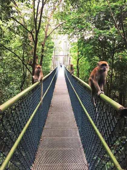 Macaques at Treetop Walk of MacRitchie Reservoir Park