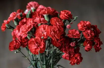 bouquet of red carnation