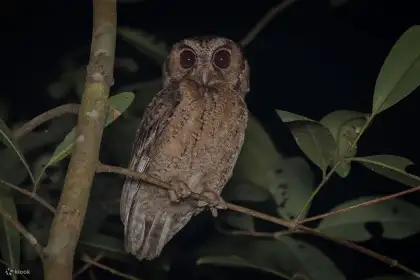 Naturalist Night Adventure