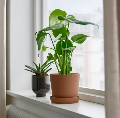 Brown Mocha Mousse Plant Pot Beside Window