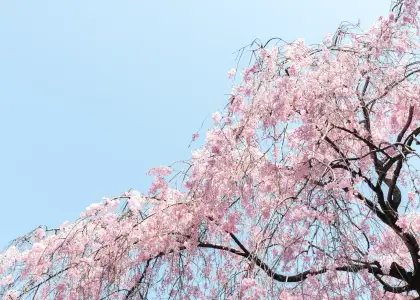 These Cherry Blossoms in Singapore Will Let You Experience Japan