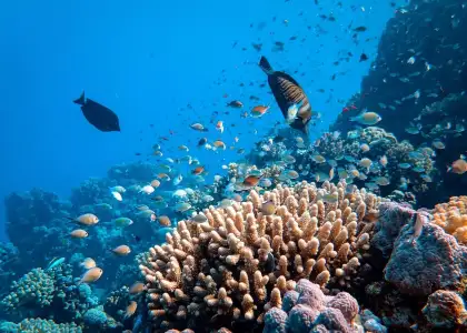 N Parks to Grow 100000 Corals in Singapores Marine Environment in 2024
