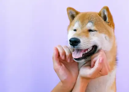 Doggy High Tea