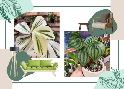 Heres Where to Buy Indoor Plants in Singapore