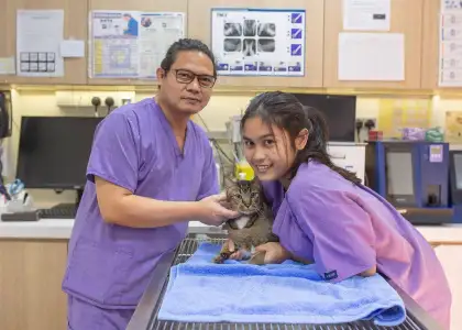 Website The Cat Clinic 2